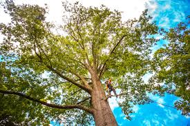 Best Commercial Tree Services  in George West, TX