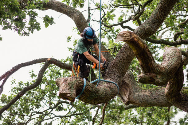 Best Utility Line Clearance  in George West, TX