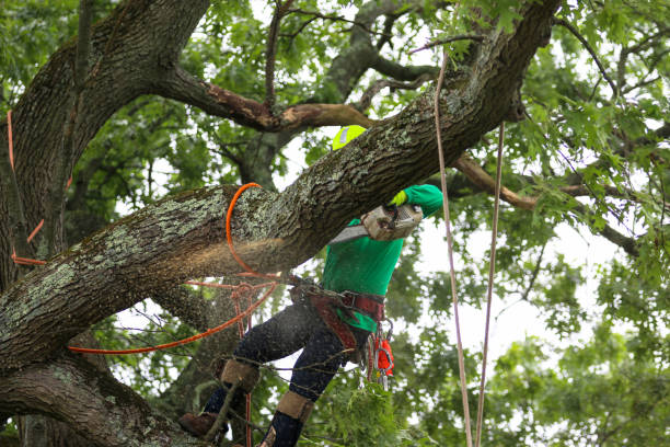 Best Hazardous Tree Removal  in George West, TX