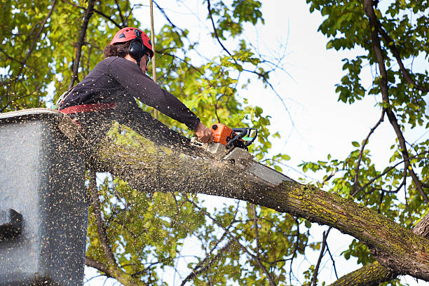  George West, TX Tree Removal Services Pros