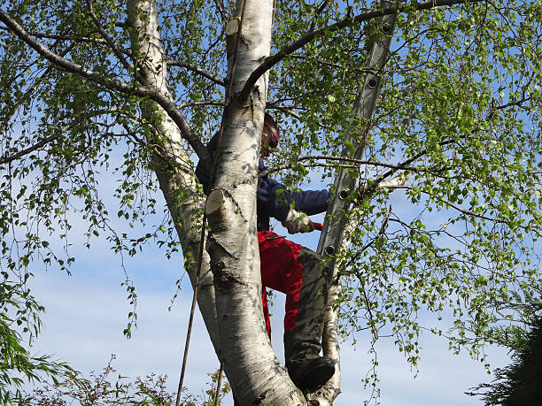 Best Tree and Shrub Care  in George West, TX