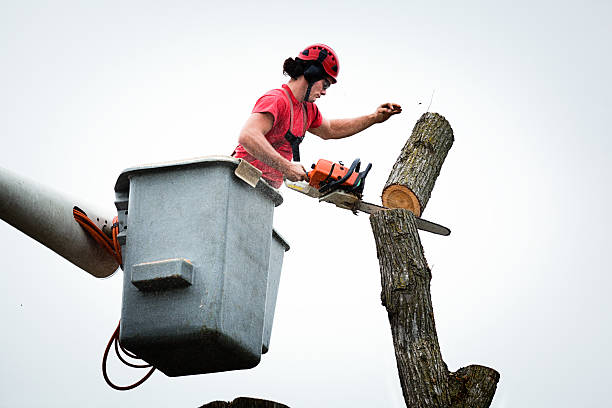 How Our Tree Care Process Works  in  George West, TX