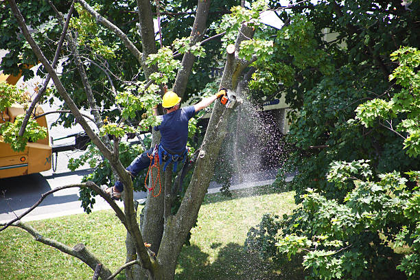 Best Leaf Removal  in George West, TX