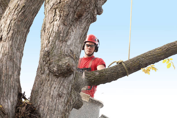 Best Tree Trimming and Pruning  in George West, TX