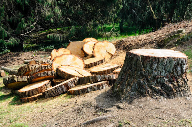 Trusted George West, TX Tree Removal Services Experts